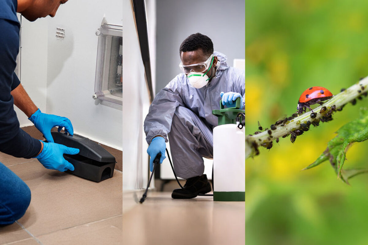 Maintaining Hygiene And Compliance With Professional Pest Control
